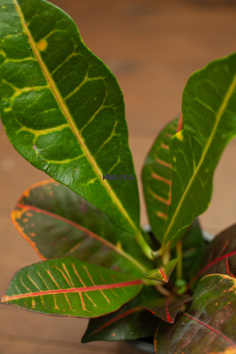 Кодиеум (Кротон) Петра фото 5 Кодиеум (Кротон) Петра фото 5