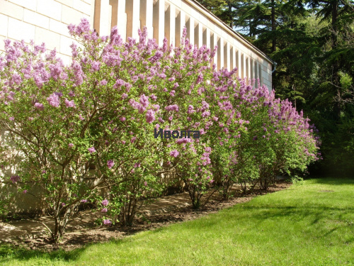 Сирень "Венгерская", саженец 1 шт фото 2 Сирень "Венгерская", саженец 1 шт фото 2