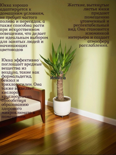 Юкка высота 60см фото 4