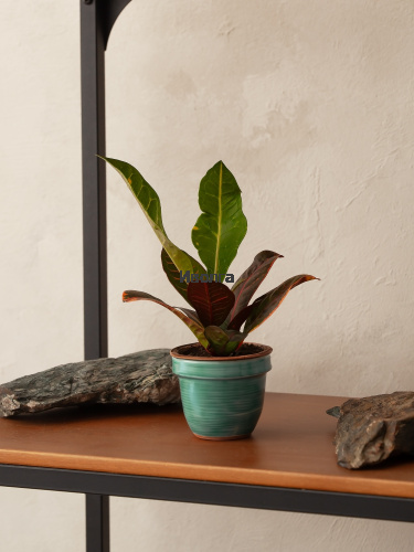 Кодиеум (Кротон) Петра фото 3 Кодиеум (Кротон) Петра фото 3