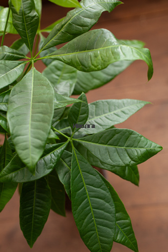 Пахира Твист Стем фото 5