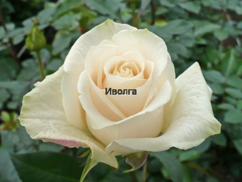 Роза "Венделла" (ч/г), саженец 1 шт