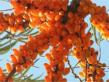 Облепиха "Елизавета", 1-летняя Облепиха "Елизавета", 1-летняя