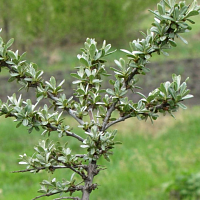 Облепиха "Гном", 1-летняя Облепиха "Гном", 1-летняя