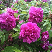 Роза "Царица Севера", саженец 1 шт Роза "Царица Севера", саженец 1 шт