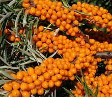 Облепиха "Алтайская", 1-летняя Облепиха "Алтайская", 1-летняя