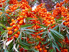 Облепиха "Клавдия", 1-летняя Облепиха "Клавдия", 1-летняя