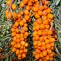 Облепиха "Эссель", 1-летняя Облепиха "Эссель", 1-летняя